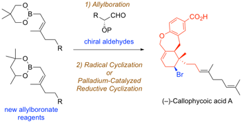 callophycoic acid A