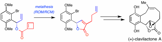 total synthesis of clavilactones